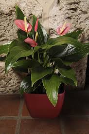 In this guide, you'll learn about plants for your indoor space. Prepare Your Indoor Plants For Spring Too Winnipeg Free Press Homes