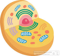 What is animal cell wikipedia. 7 Animal Cell Clipart Preview Celula Animal Wik Hdclipartall