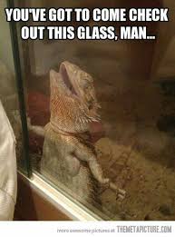 Poor Poor Creatures Kept In Captivity What Kind Of Life Is That Bearded Dragon Funny Bearded Dragon Funny Lizards