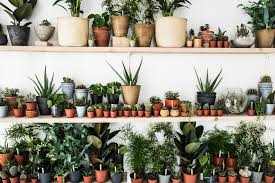 There are a collection of cheap funeral flowers all the way to luxury flowers for a funeral. Support Local The Best Online Plant Stores In Canada