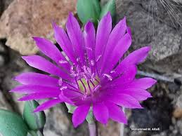 Image result for Corbichonia decumbens