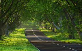 We did not find results for: Roads With Trees On Both Sides 2560 1600 Wallpaper