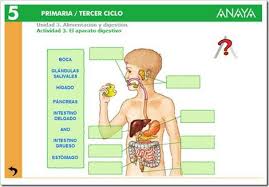 Sistema Dixestivo Cuerpo Humano Para Ninos Sistemas Del Cuerpo Aparato Digestivo