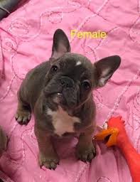 French bulldog puppies for sale and dogs for adoption in indiana, in. French Bulldog Pets And Animals For Sale Indiana