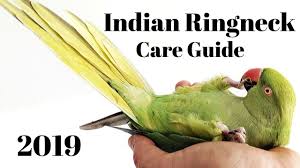 These are extremely talented parrots. Indian Ringneck Parakeet Care Guide Youtube
