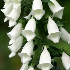 Image result for Digitalis purpurea alba/ red spots