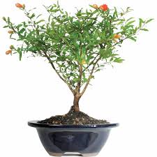The babylonian pomegranate tree, punica alba 'babylonian' grows white skin on the outside, and the white to pink arils are on the inside. Pomegranate Bonsai Tree Walmart Com Walmart Com