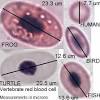 Platelets are best known as colorless cell fragments that rush to the site of an infection or injury, helping the blood congeal to stop bleeding; 1