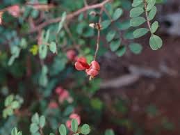 Image result for Indigofera colutea