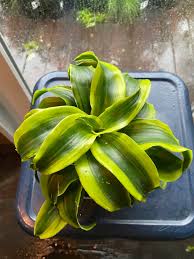 Image result for Dracaena fragrans