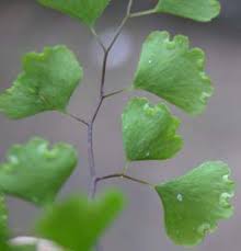 Image result for Adiantaceae