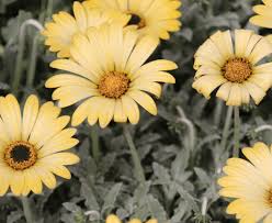 Image result for Arctotis