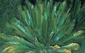 Image result for Encephalartos senticosus