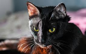 Dreaming of kittens | what does it meaning of kittens, in dream? What Does Mean If The Cat Appeared In A Dream By Shriastro