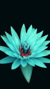 Neon Apple Iphone Wallpaper Bing Images Flower Iphone Wallpaper New Flower Wallpaper Blue Flower Wallpaper