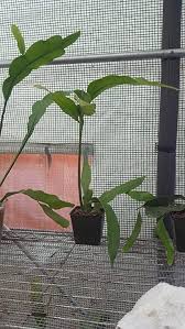 I heard the queen of the night cactus will grow outdoors. Amazon Com Queen Of The Night Plant 9 Cacti Night Blooming Cereus Cactus 6 Inch Length Have Root By Legendary Yes Garden Outdoor