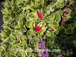 Image result for Mezoneuron welwitschianum