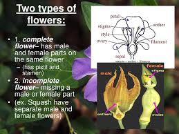 The male parts of the flower are called the stamens and are made up of the anther at the top and the stalk or filament that supports the anther. Unit On Flowering Plants Ppt Download