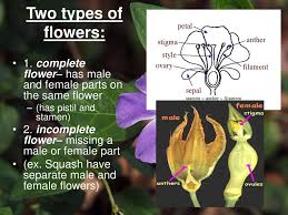 Unit On Flowering Plants Ppt Download