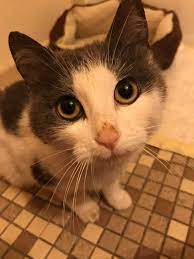 Our pet adoption tool is easy to use and will help you locate cats and dogs for adoption from pet adoption centers in your area. Last Hope Inc Pet Rescue In Farmington Mn