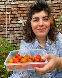 Primeras cosechas de tomates de la temporada!