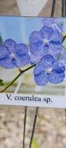 Image result for Vanda coerulea