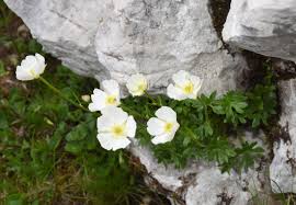 Image result for Ranunculus raeae