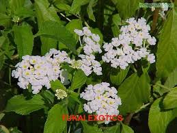Image result for Lantana nivea