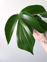Pin On Plants