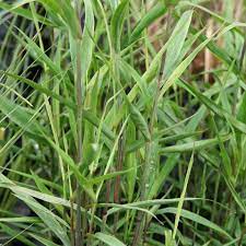 We did not find results for: Chasmanthium Latifolium Little Tickler