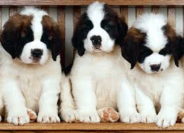 kak kormit i uhazhivat za shenkom senbernara