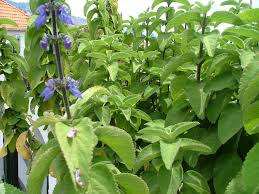 Image result for Coleus barbatus