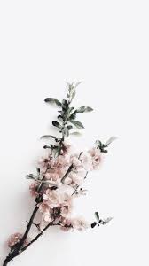Aesthetic flower wallpapers for free download. Welcome To Yoojin S Main Blog Insta Youtube Pinterest Second Blog Flower Background Wallpaper Flower Aesthetic Floral Background