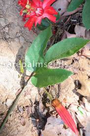 Image result for Passiflora vitifolia