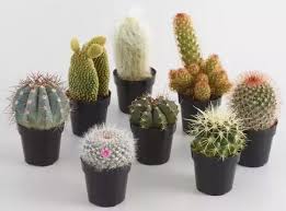 One of the most frustrating things that can happen to christmas cactus is after the flower buds have developed, they drop off the plant. How To Care For My Indoor Cacti In The Winter When They Re Dormant Quora