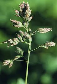 Image result for Poa schimperiana