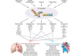 Semenza and postdoctoral fellow guang wang. Jci Hypoxia Inducible Factor Signaling In Pulmonary Hypertension