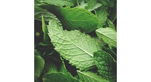 Check spelling or type a new query. 18 Plantes Pour Eloigner Les Moustiques Naturellement