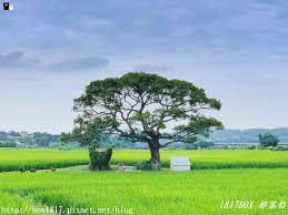 苗栗 銅鑼 200年歷史田心伯公 龍貓土地公 自然田園風光 1817box部落格 痞客邦 golf courses formosa field