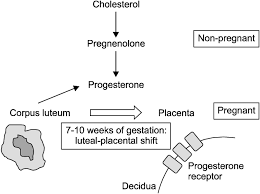 Image result for Pregnane Progestin