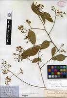 Image result for Securidaca welwitschii