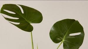 Tanaman ini memiliki banyak ragam, sekitar 450 varietas. Ini 10 Jenis Tanaman Hias Alocasia Cantik Dan Elegan Untuk Memperindah Tampilan Rumah Serambi Indonesia