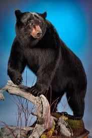 Black Bear Half Mounts Prices Pin By Guy Adams On Bear Mount Dewey Taxidermy Bear Mounts Taxidermy Mounts Bear