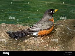 Amerikanischer Robin (Turdus migratorius) badende Marion County, Illinois  Stockfotografie
