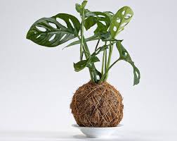 Maybe you would like to learn more about one of these? Janda Bolong Dan Deretan Tanaman Hias Termahal Kalteng Today