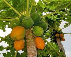 Papaya Live Plant Papita Ka Podha For Home And Garden Papaya Tree Papaya Plant Fruit Trees