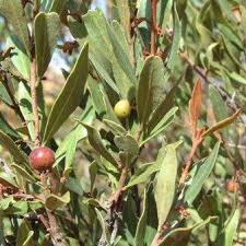 Image result for Euclea