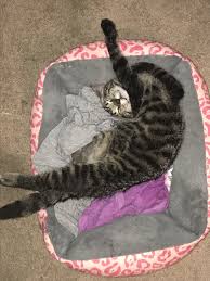 Check spelling or type a new query. 2 New Kittens Play Too Rough Thecatsite