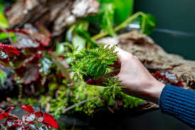 Image result for Pogonospermum subsessile