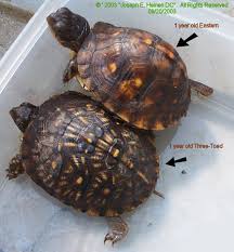 1 Year Old Eastern And Three Toed Box Turtles Turtle